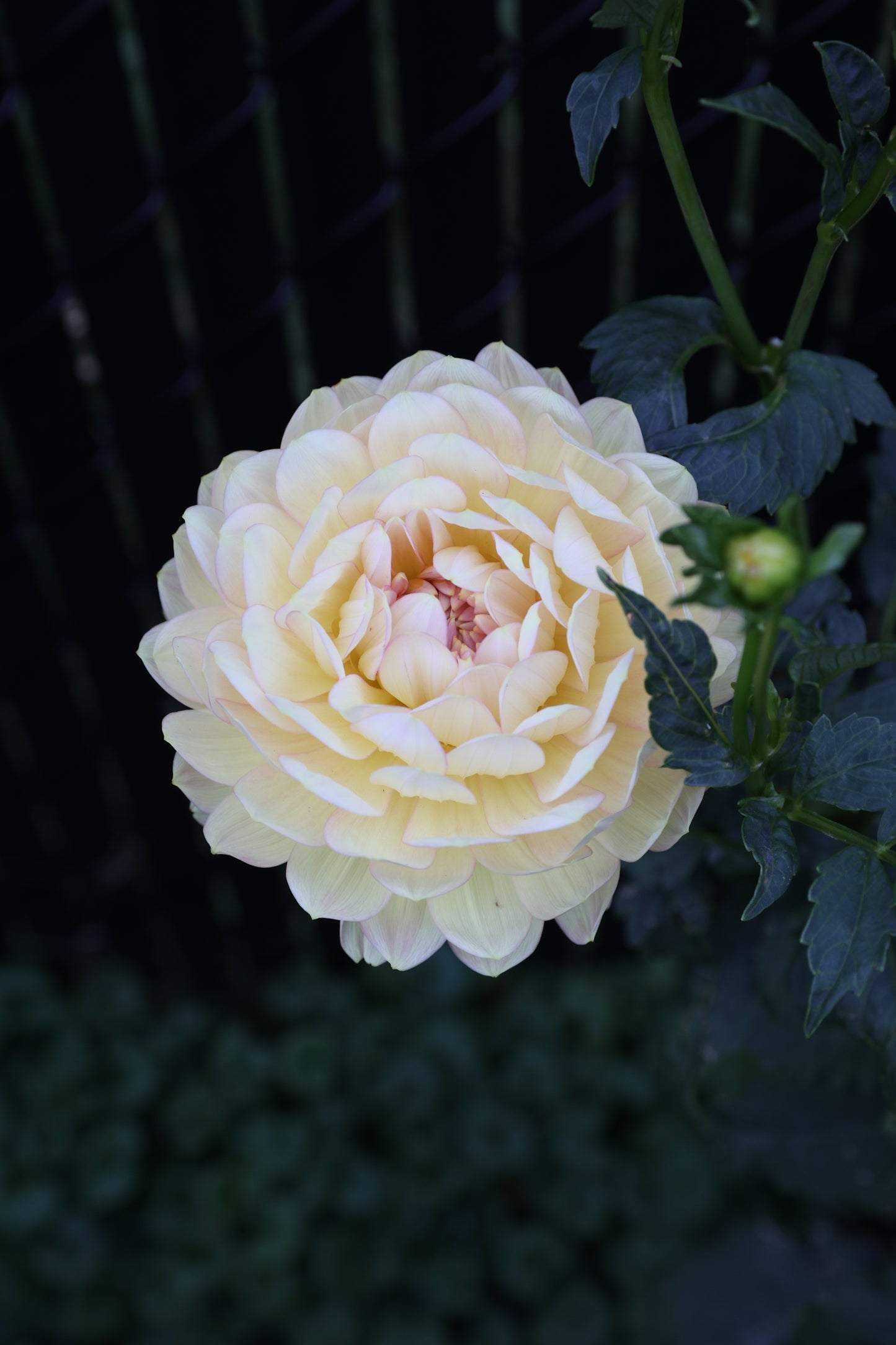 Hollyhill Serenity - Tuber