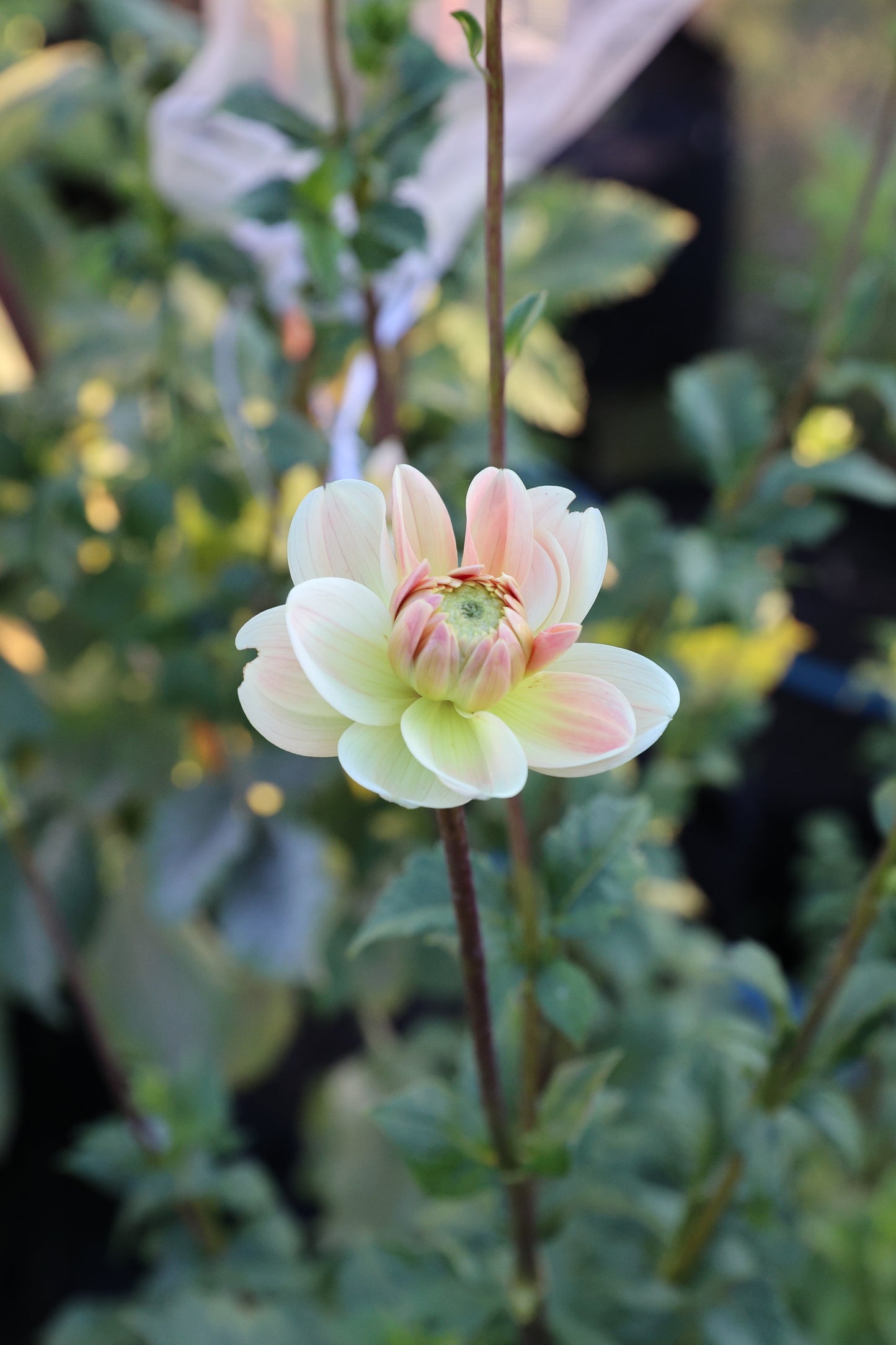 Lee’s Jonquil - Tuber