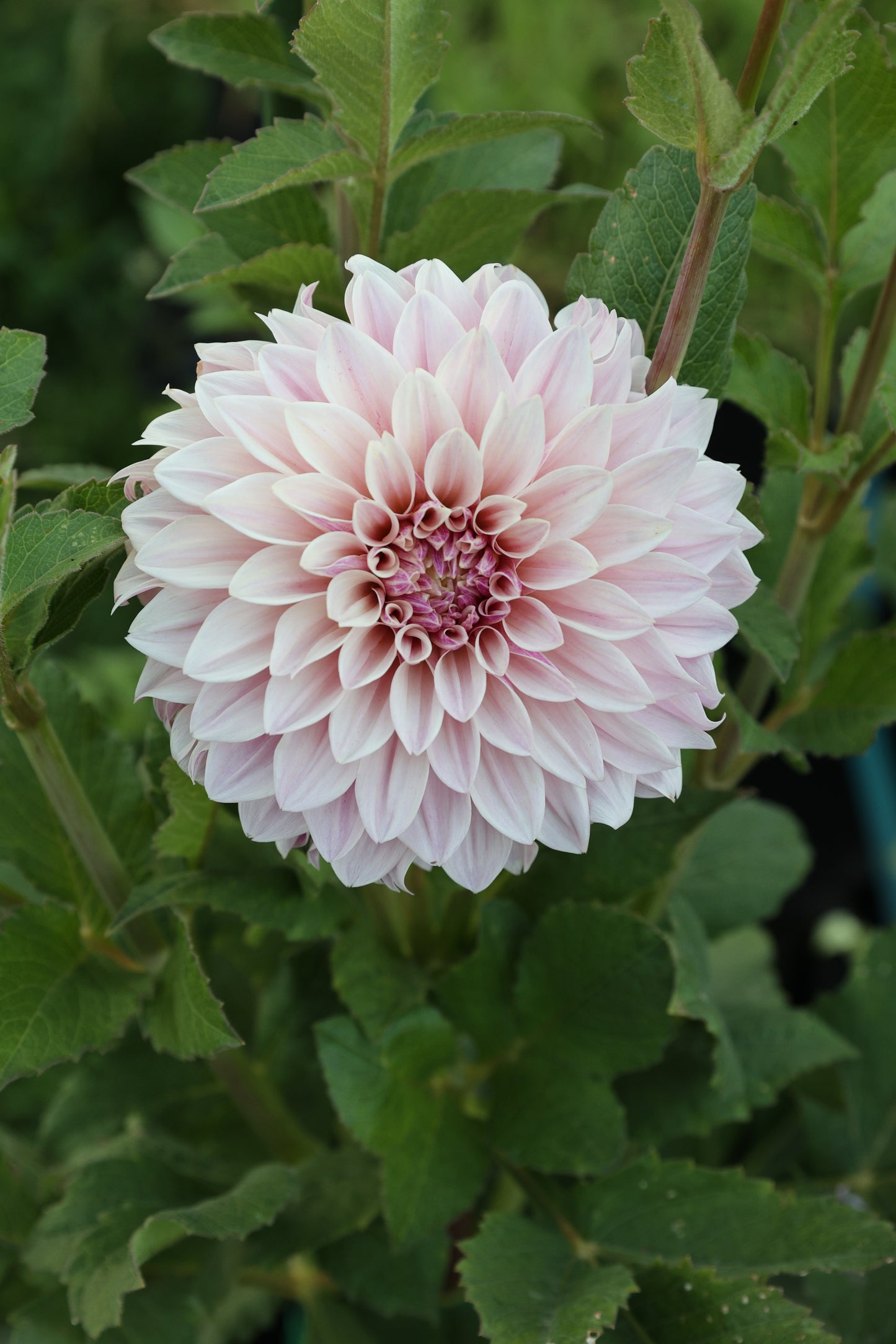 Florelie Antique ๐ฆ๐บ - Cutting