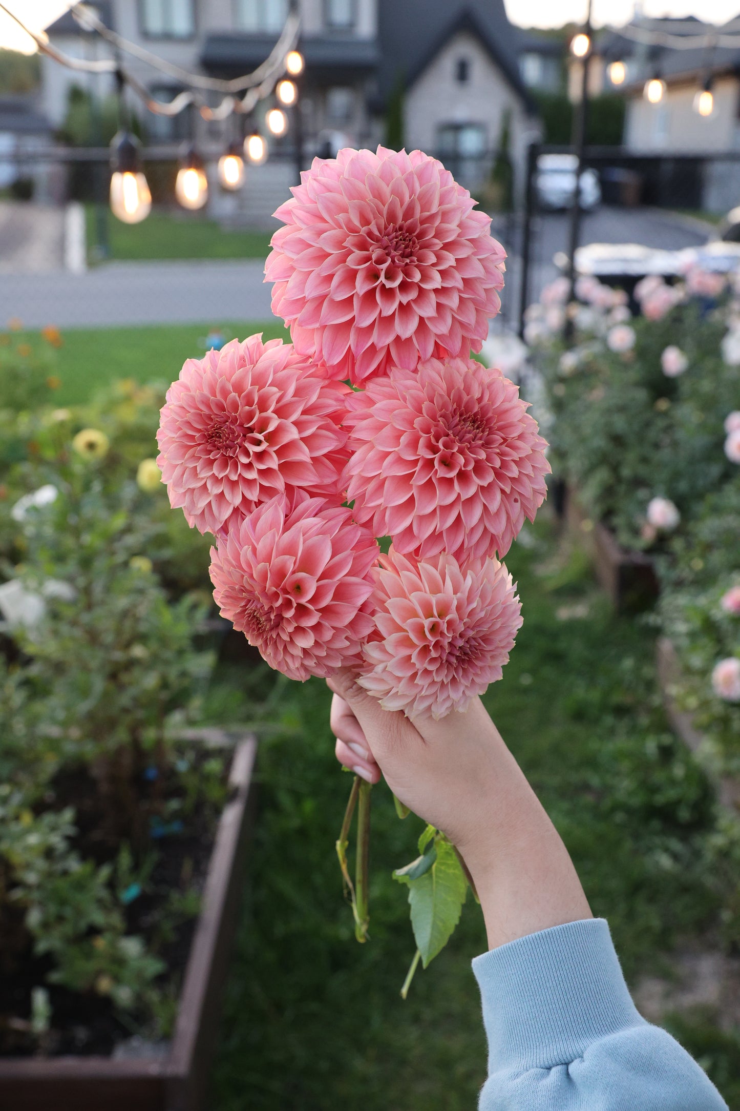 KA's® Coral Sea - Tuber