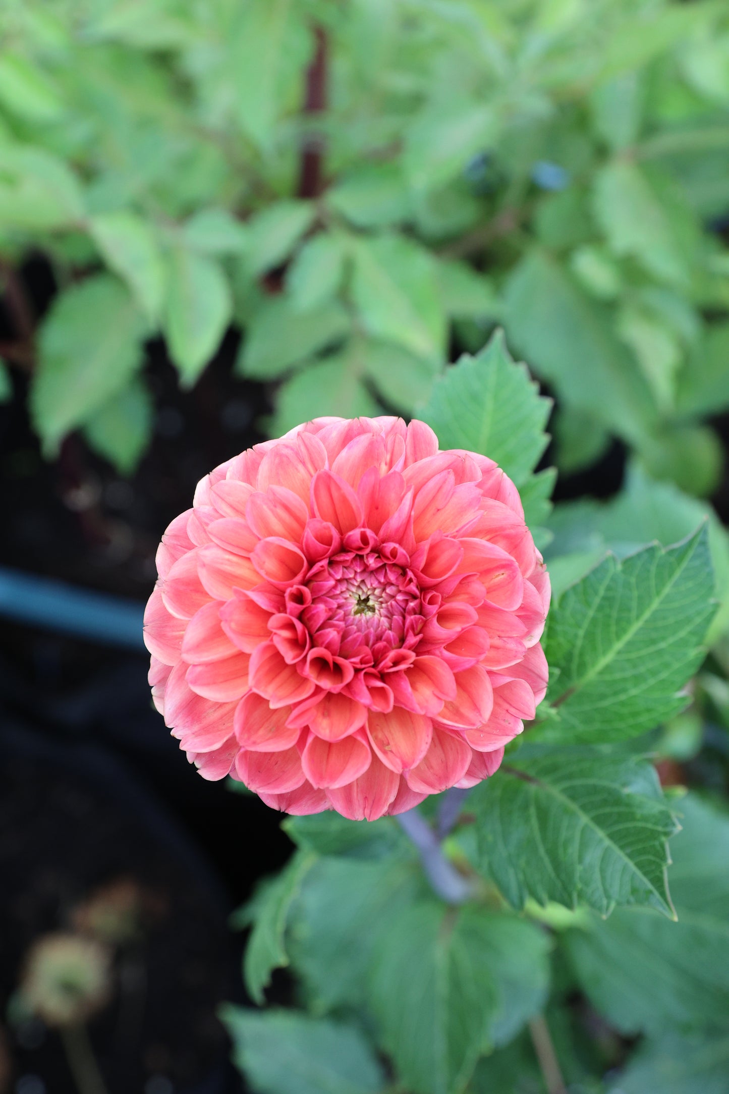Skeena Sockeye - Tuber