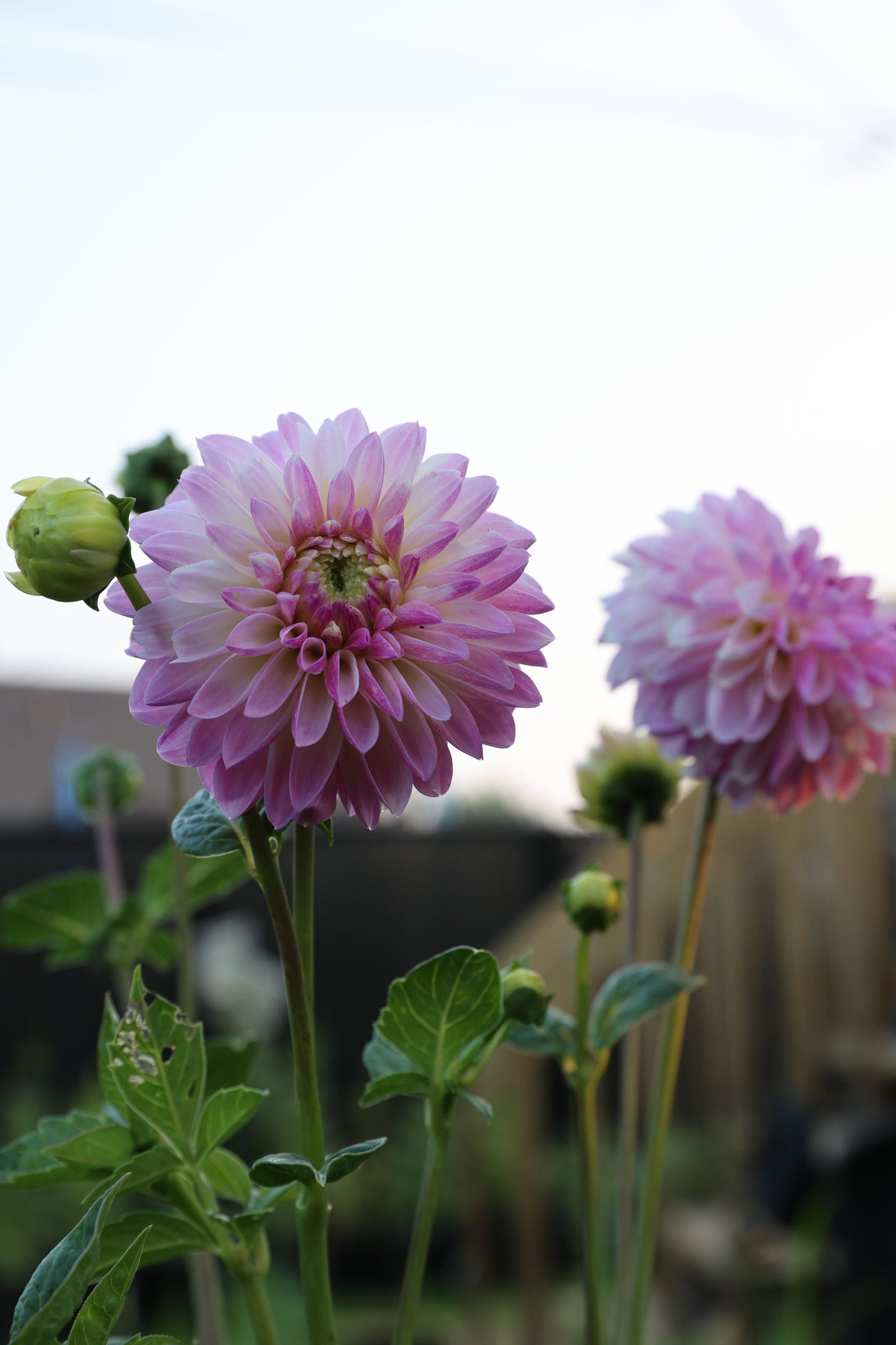Skeena Snow Glow - Tuber