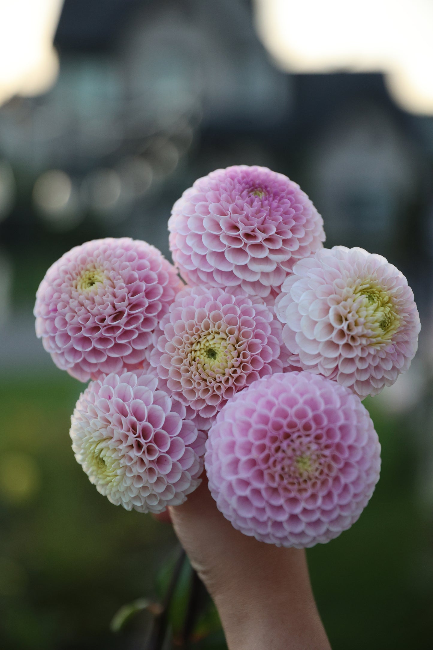 20th Ave Delicada - Tuber