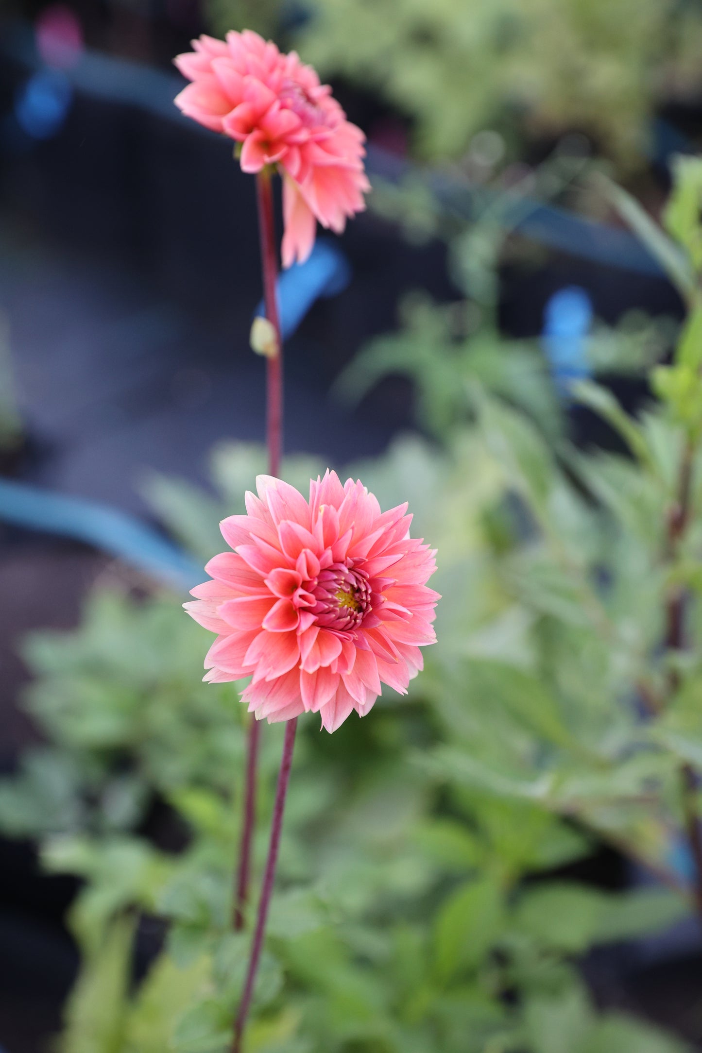 Skeena Humpy - Tuber