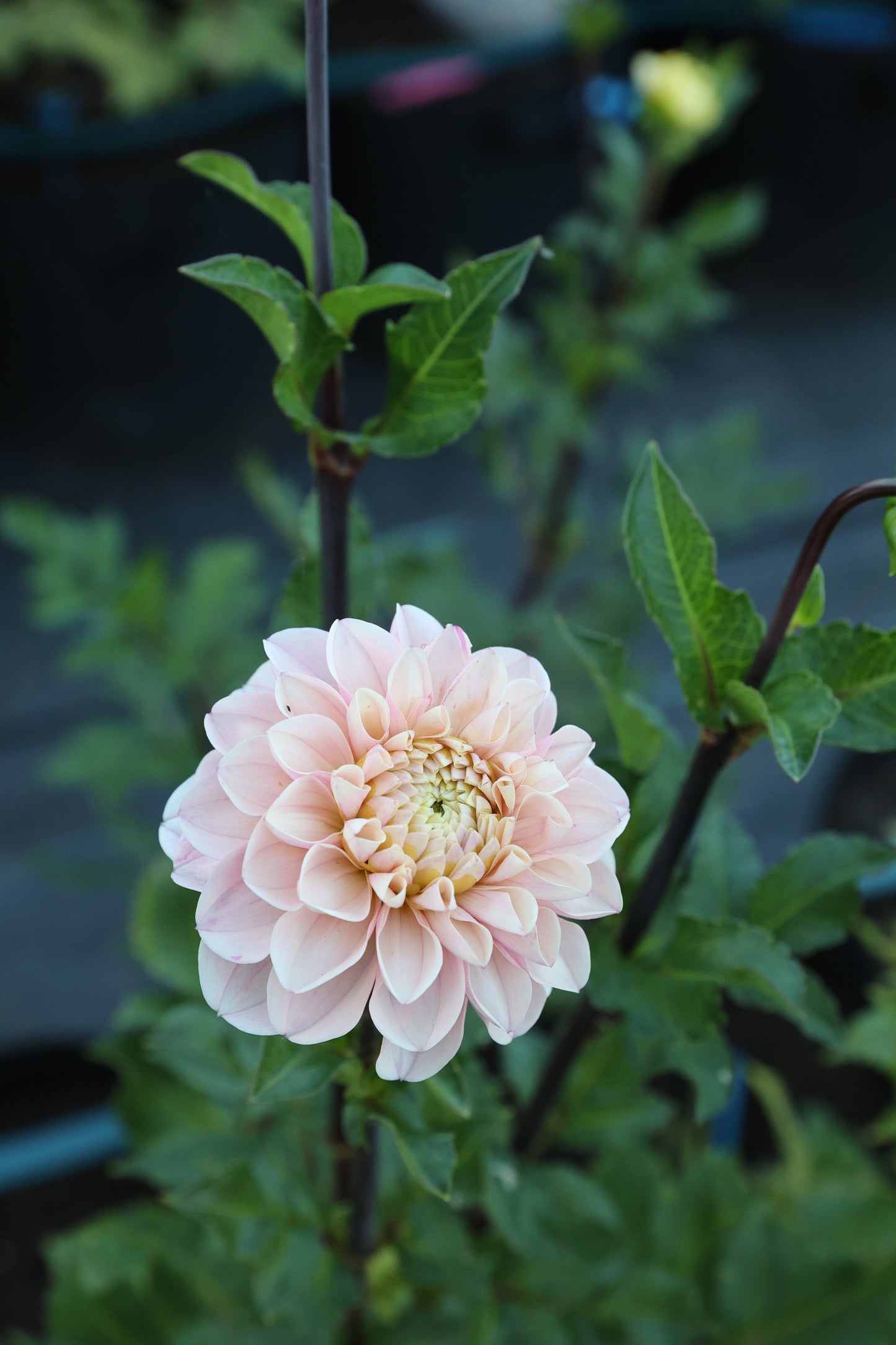 Levi's Revenant - Tuber