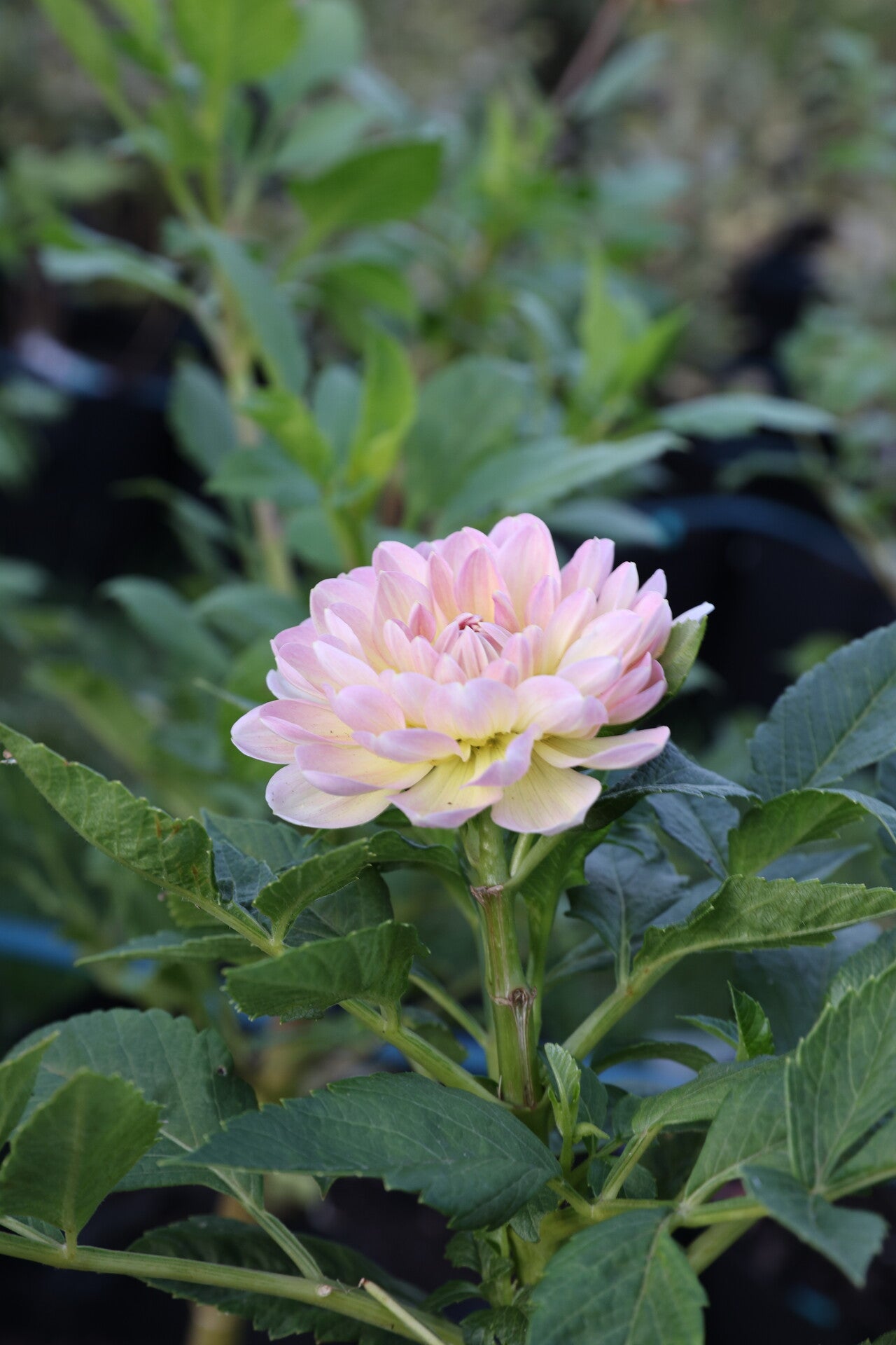 Hapet Old Charm - Tuber