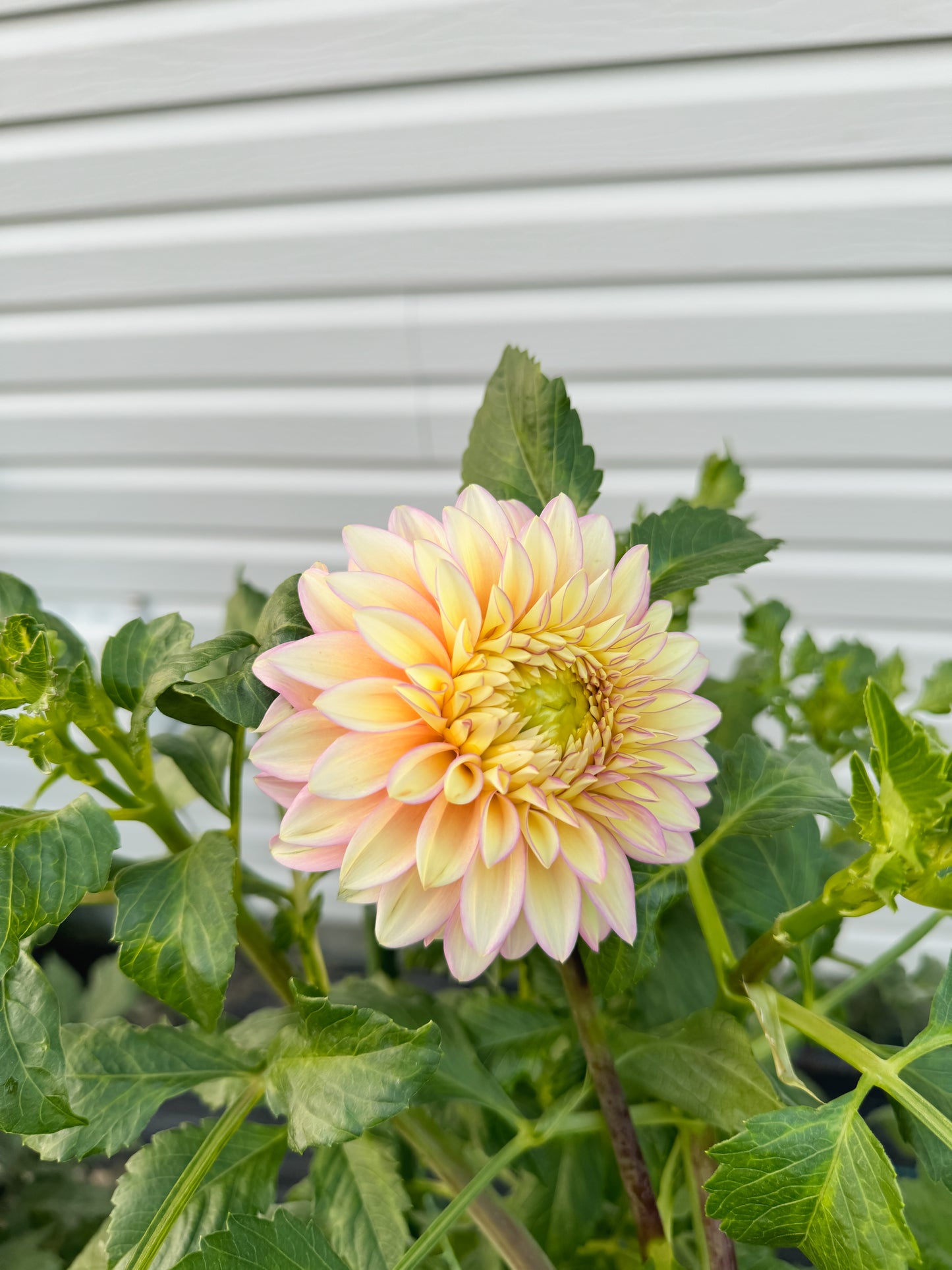Bloomquist Blush - Tuber