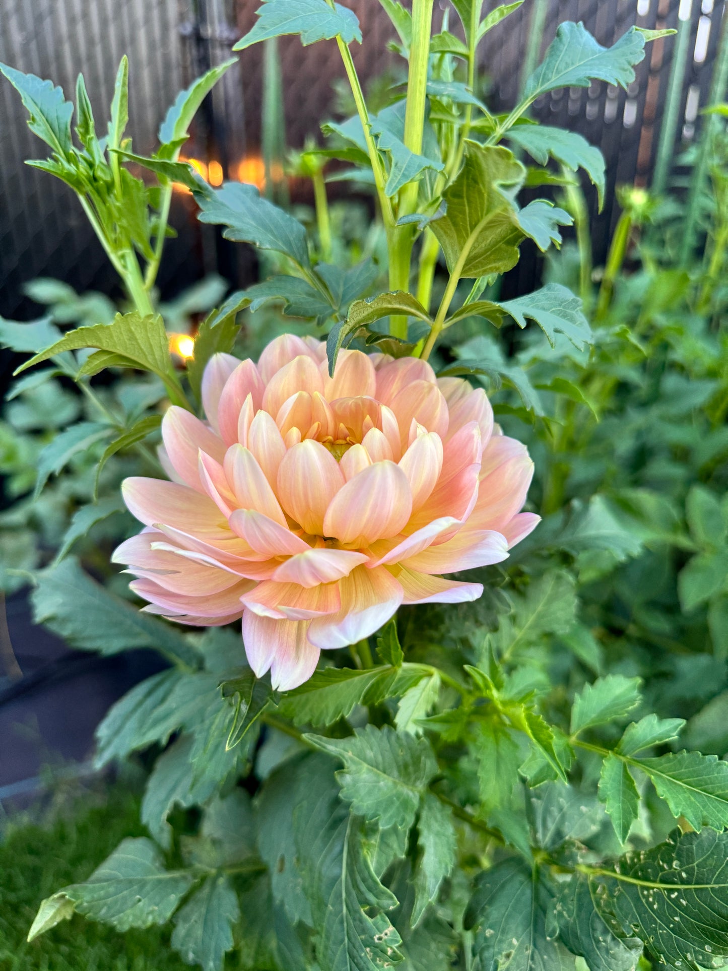 Hollyhill Serenity - Tuber