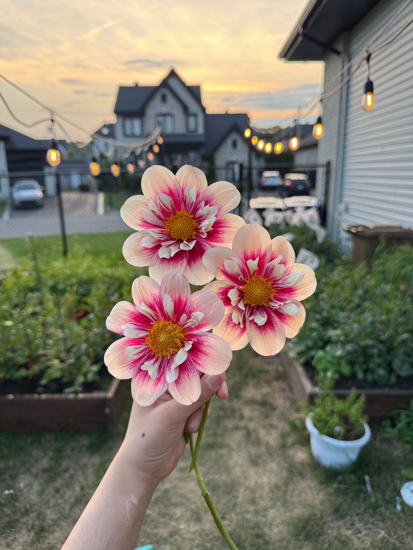 Rhubarb and Custard - Tuber