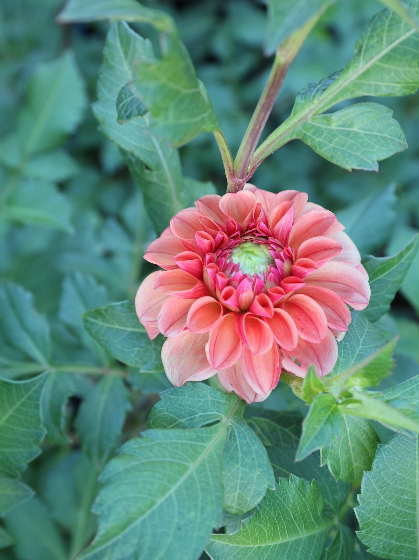 KA's™ Blood Orange - Tuber