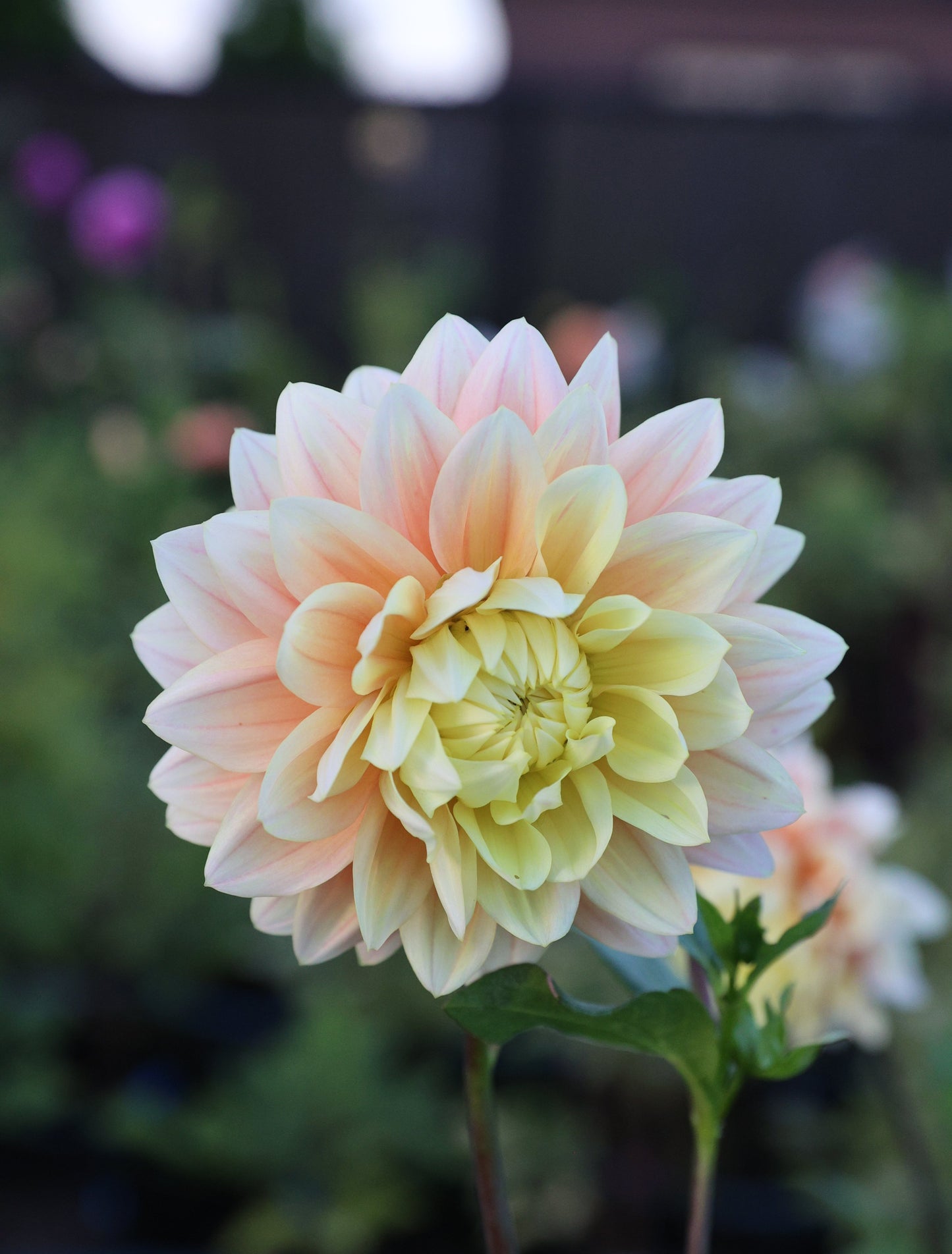 Lee’s Sugaree - Tuber