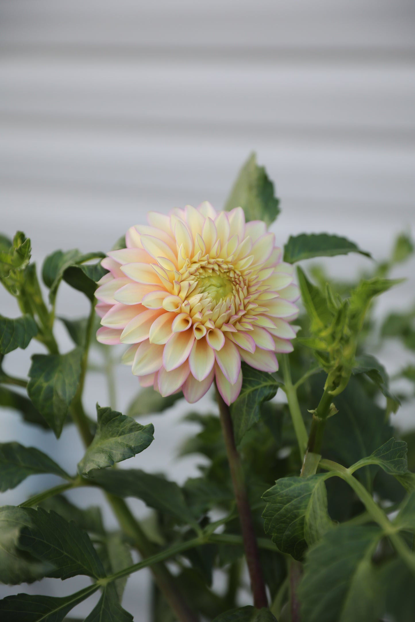 Bloomquist Blush - Tuber