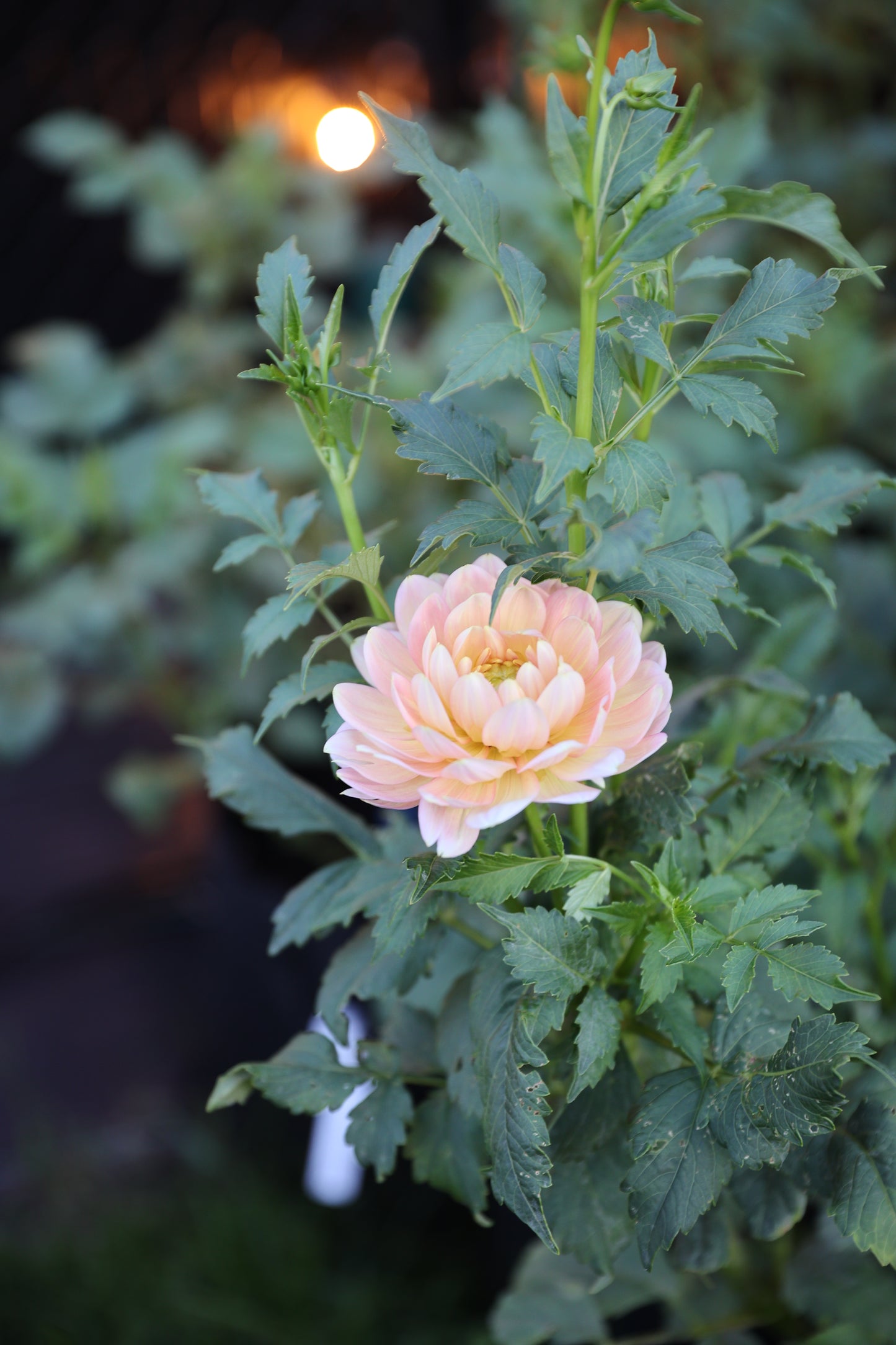 Hollyhill Serenity - Tuber
