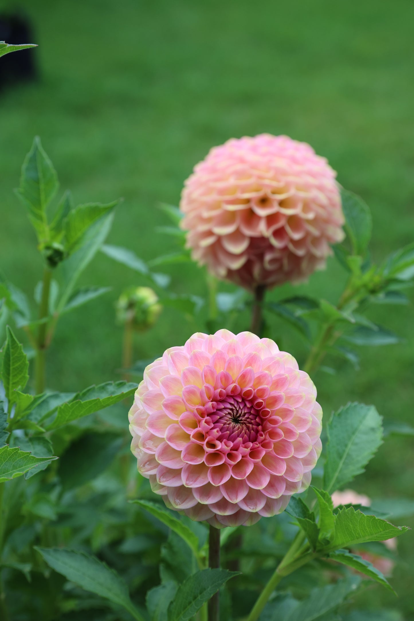 20th Ave Softer Peach - Tuber