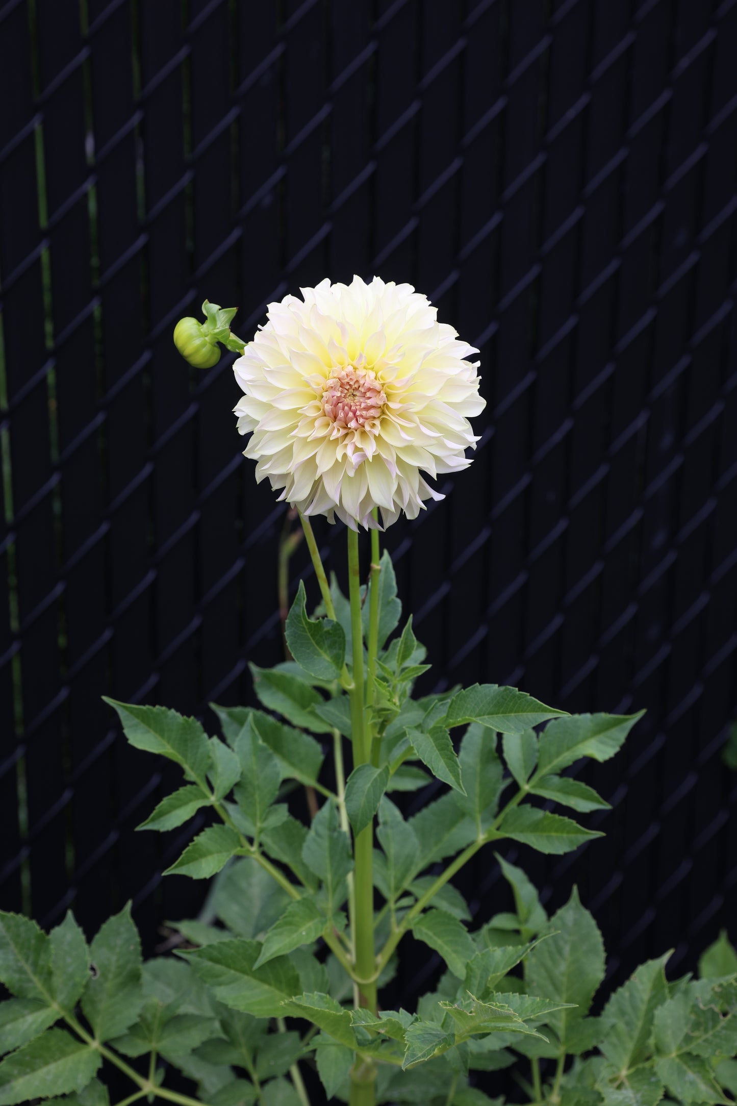 KA's™ Champagne - Tuber