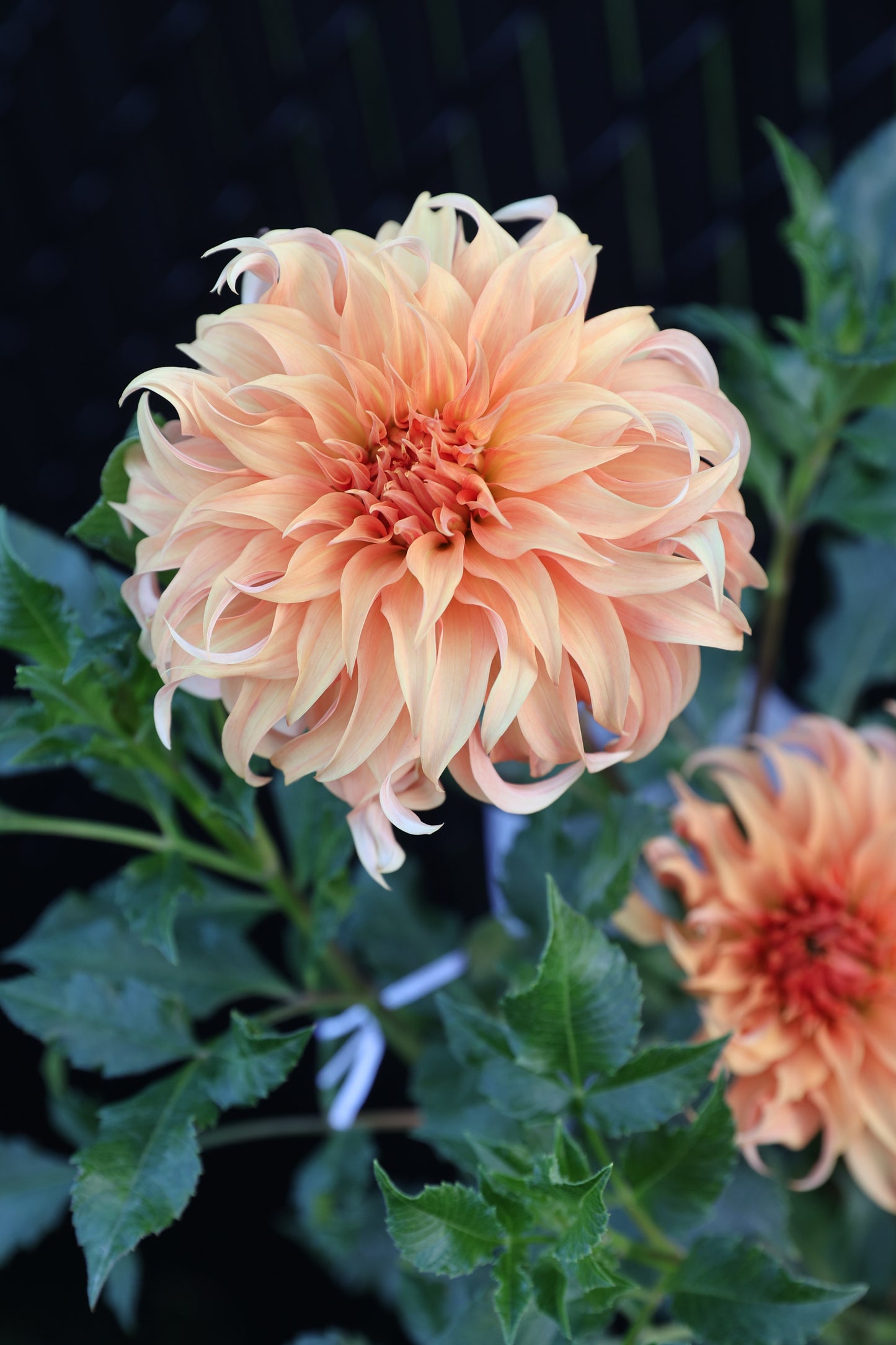 Bloomquist Jean - Tuber