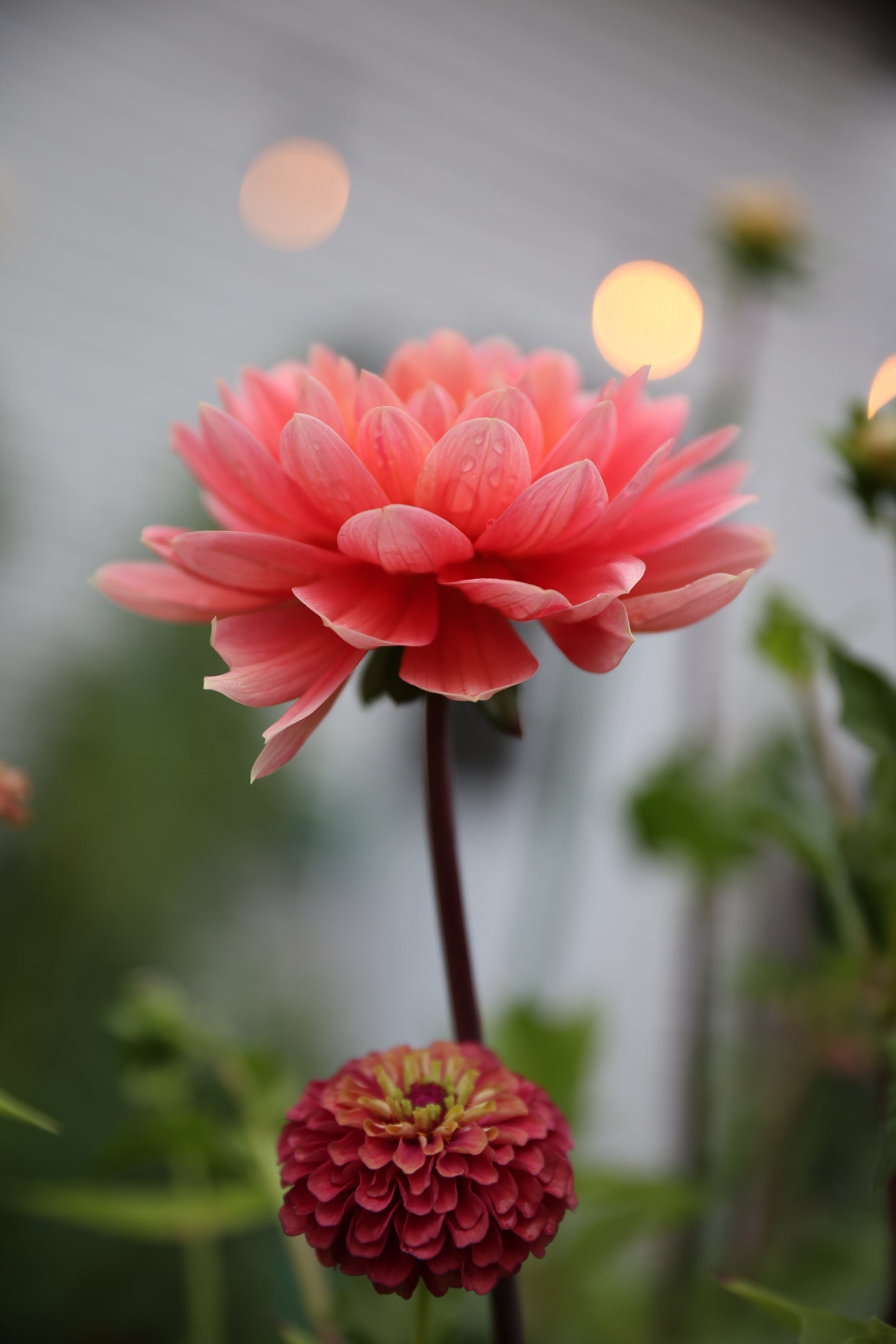 Carolina Wagemans - Tuber