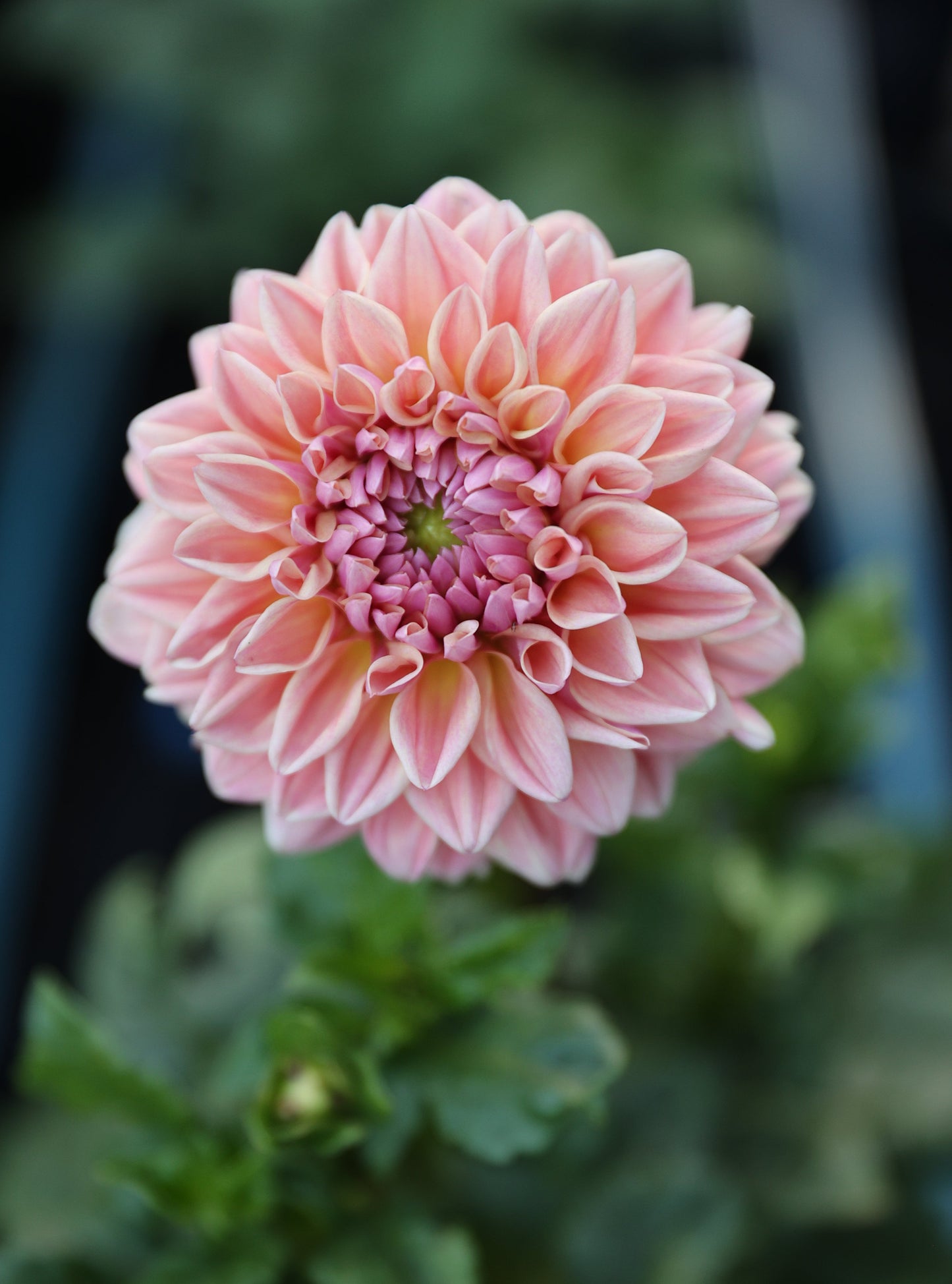 RM Summer Haze - Tuber