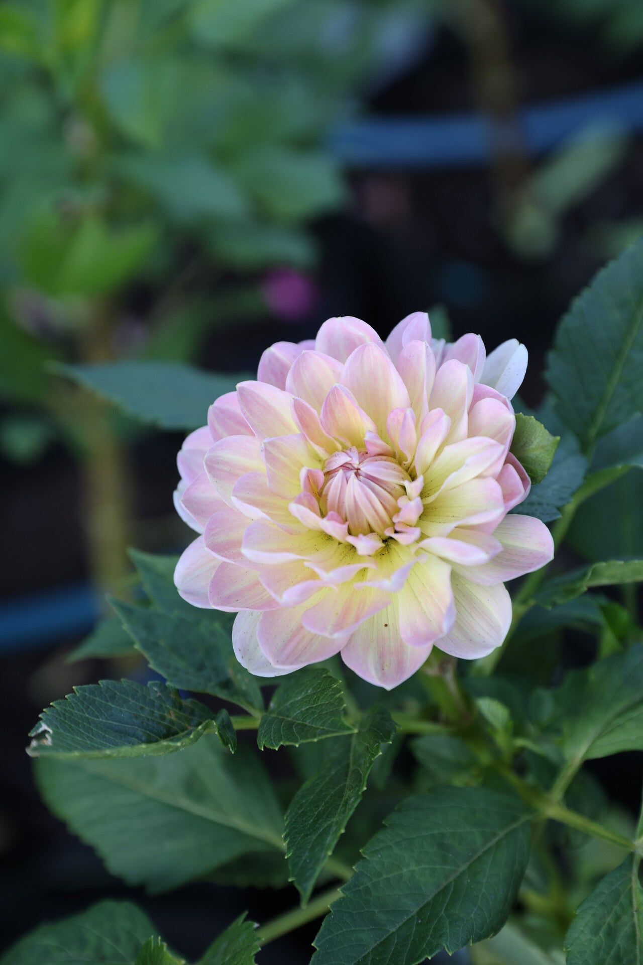 Hapet Old Charm - Tuber