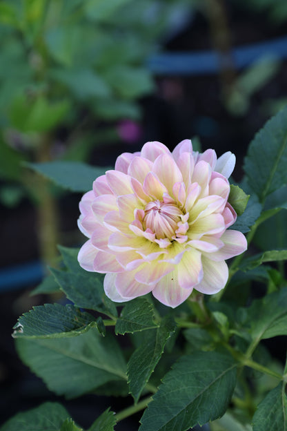 Hapet Old Charm - Tuber