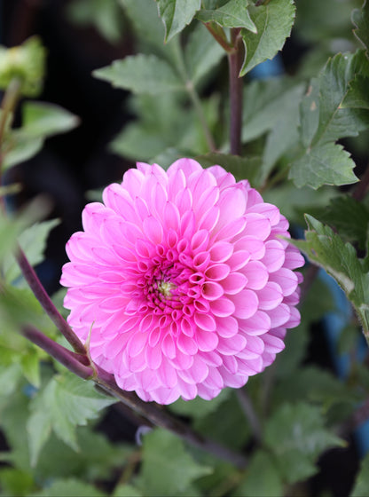 Skeena Sally - Tuber