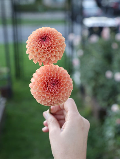Levi's Fiery Plum - Tuber