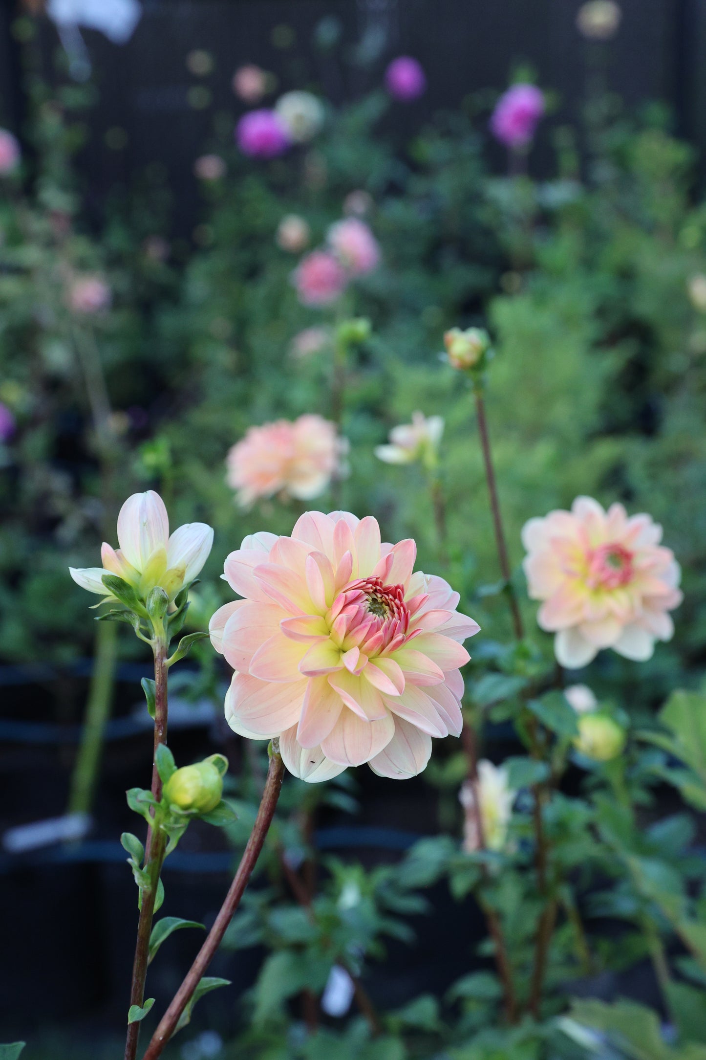 Lee’s Jonquil - Tuber