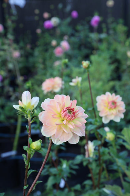 Lee’s Jonquil - Tuber