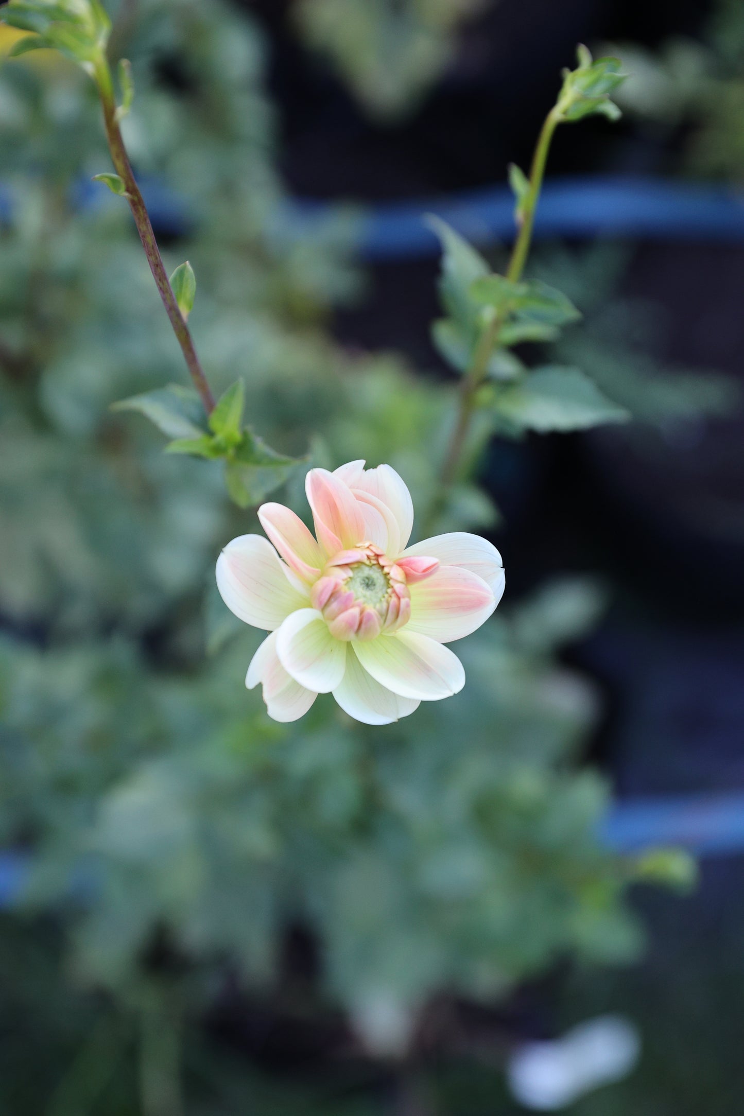 Lee’s Jonquil - Tuber