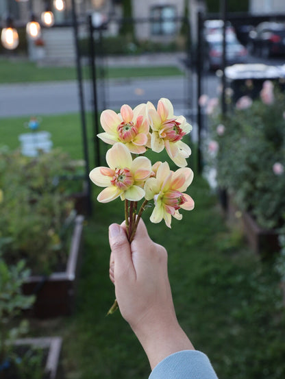 Lee’s Jonquil - Tuber