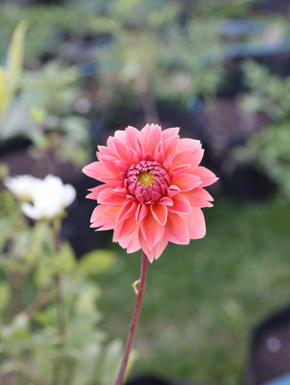 Skeena Humpy - Tuber