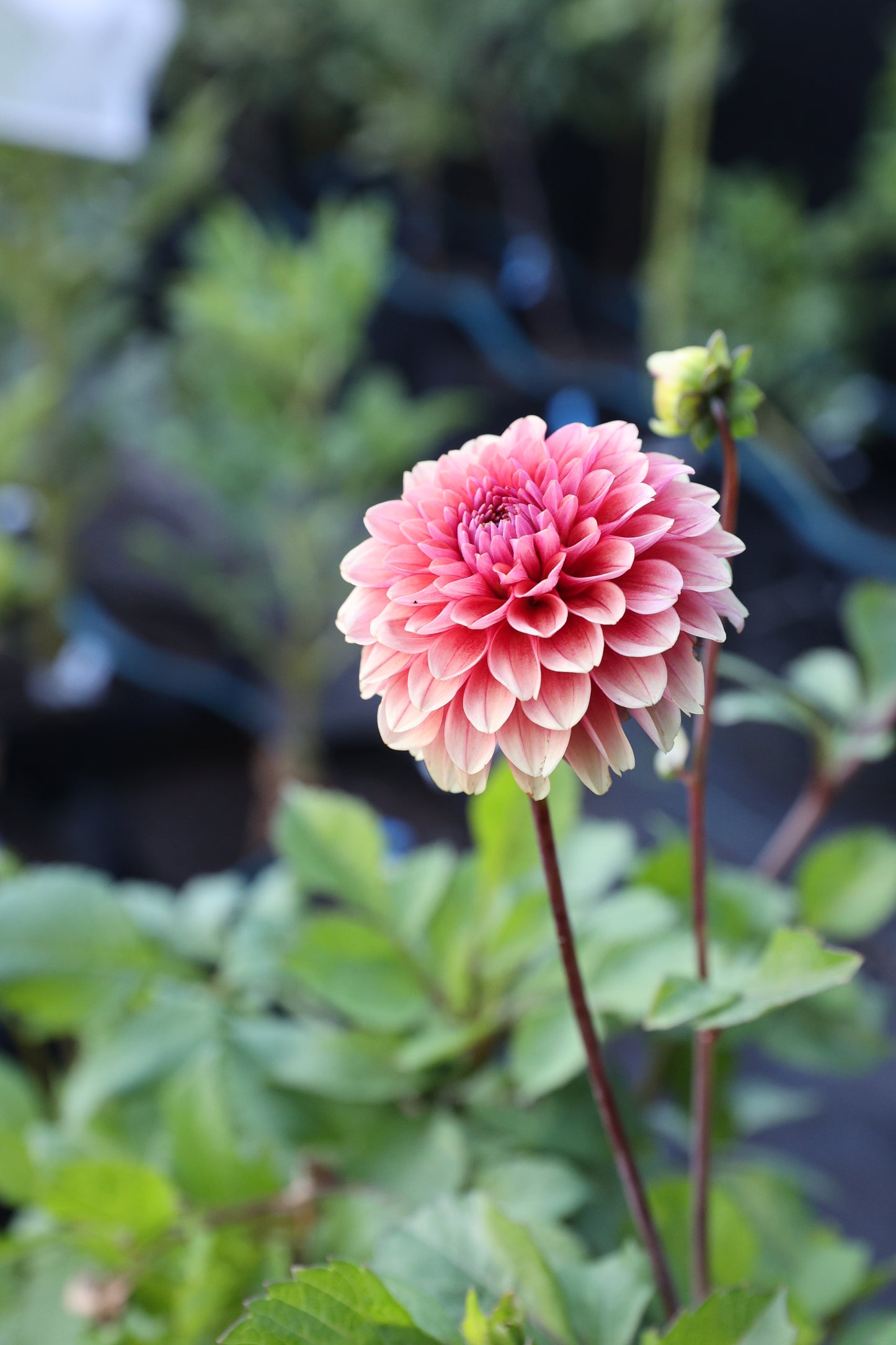 Letterkenny Hope's Gift - Tuber