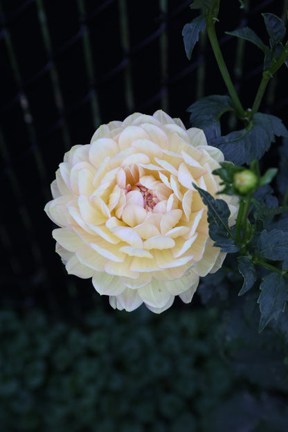 Hollyhill Serenity - Tuber