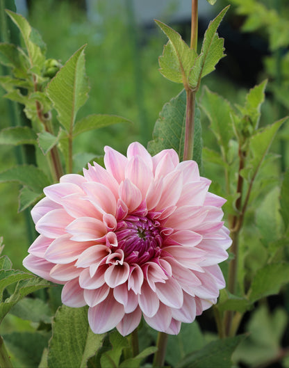 Florelie Antique 🇦🇺 - Cutting