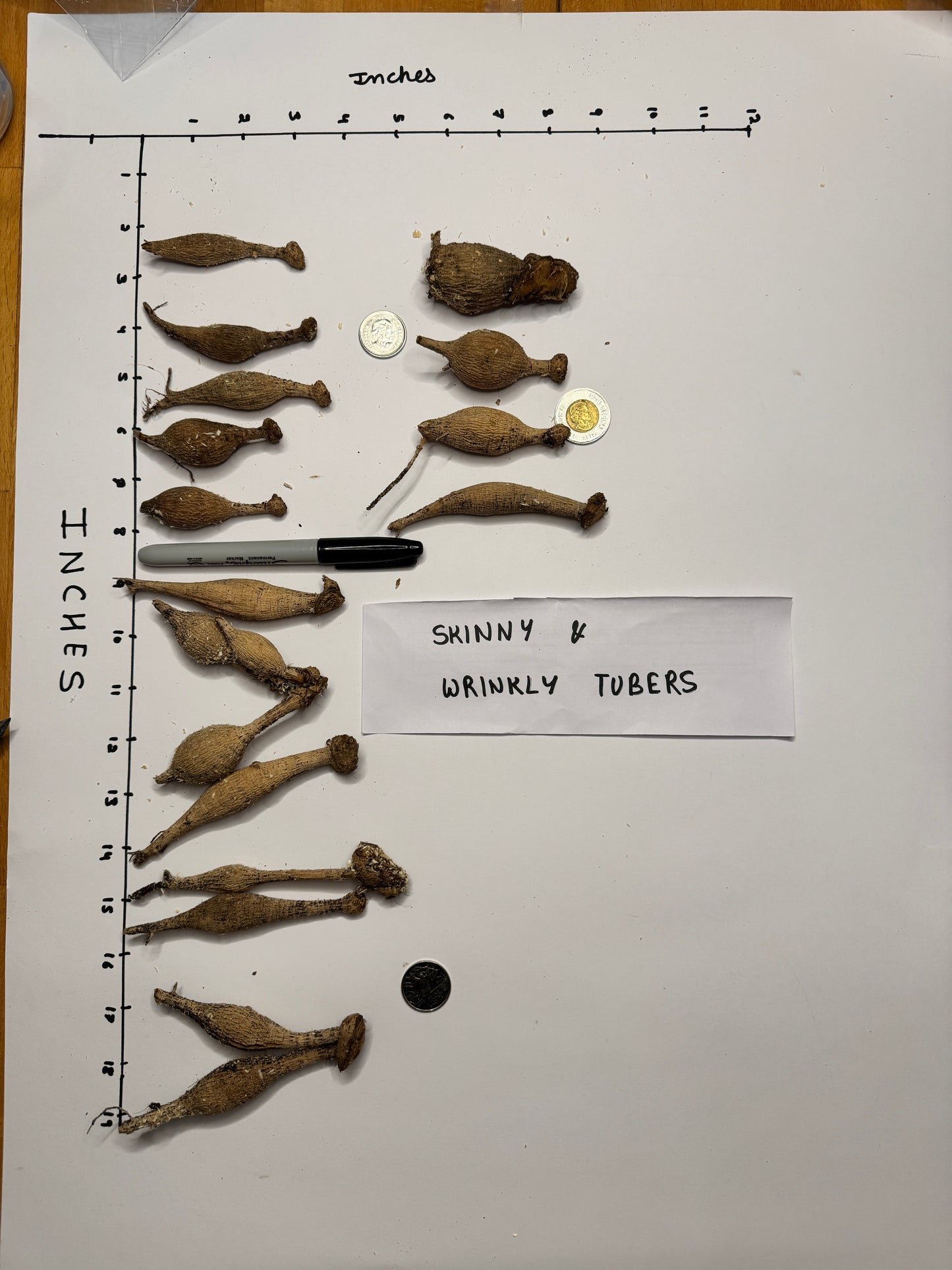 20th Ave Delicada - Tuber