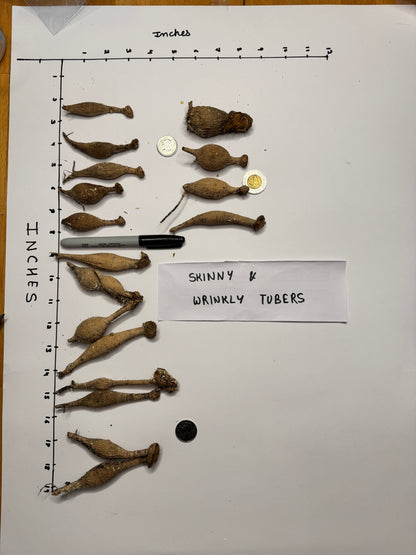 20th Ave Delicada - Tuber