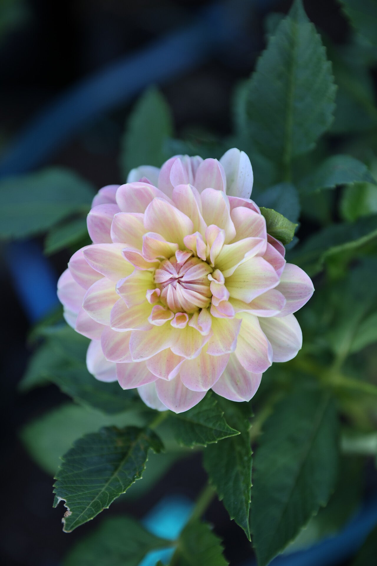 Hapet Old Charm - Tuber