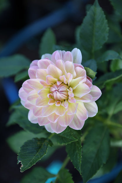 Hapet Old Charm - Tuber