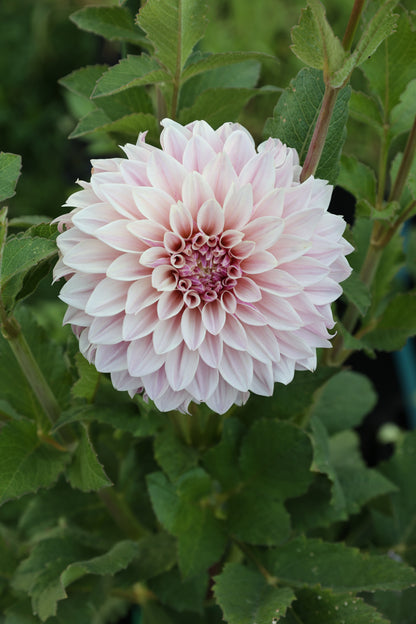 Florelie Antique 🇦🇺 - Cutting