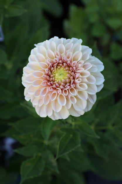 KA's® Cinder Rose - Tuber