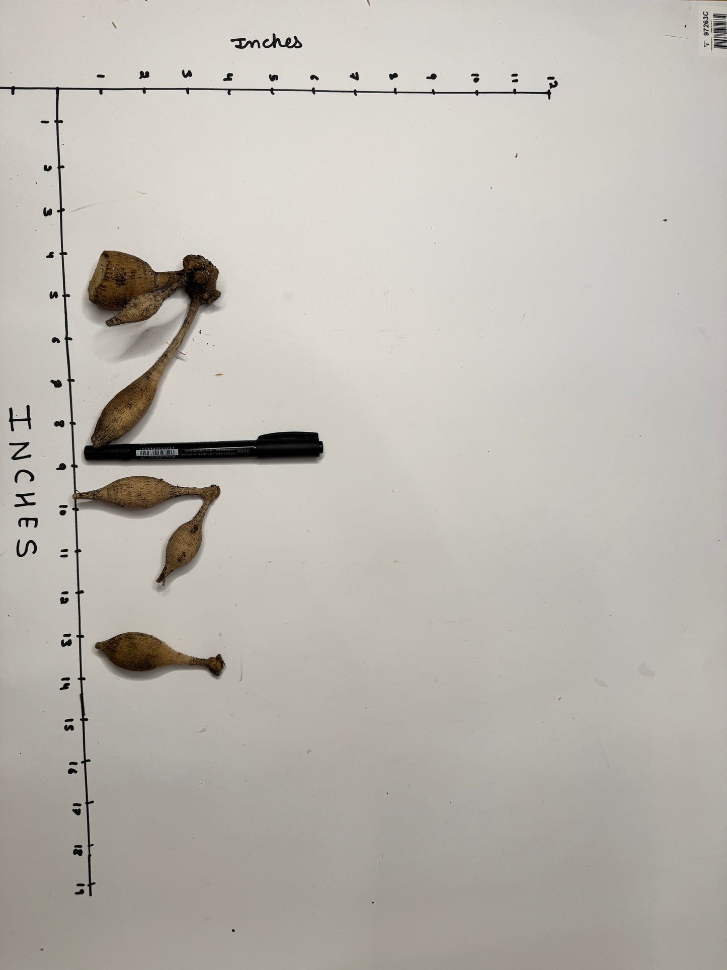 Skeena Sally - Tuber