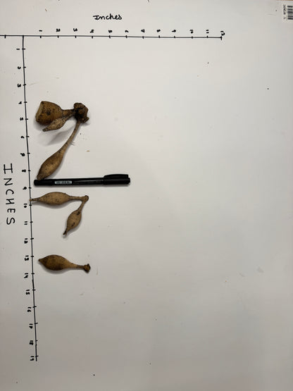 Skeena Sally - Tuber