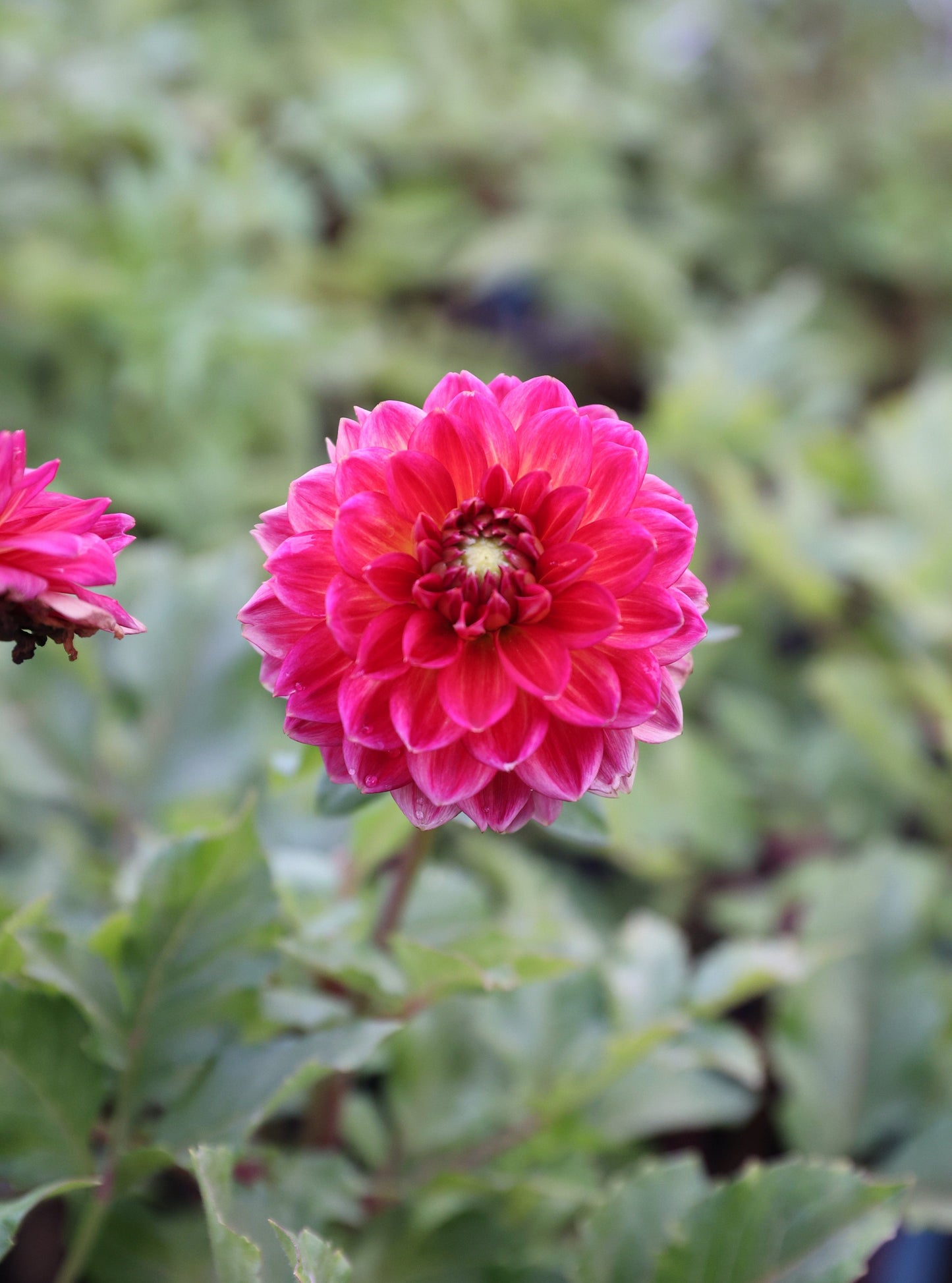 Skeena Rosie - Tuber