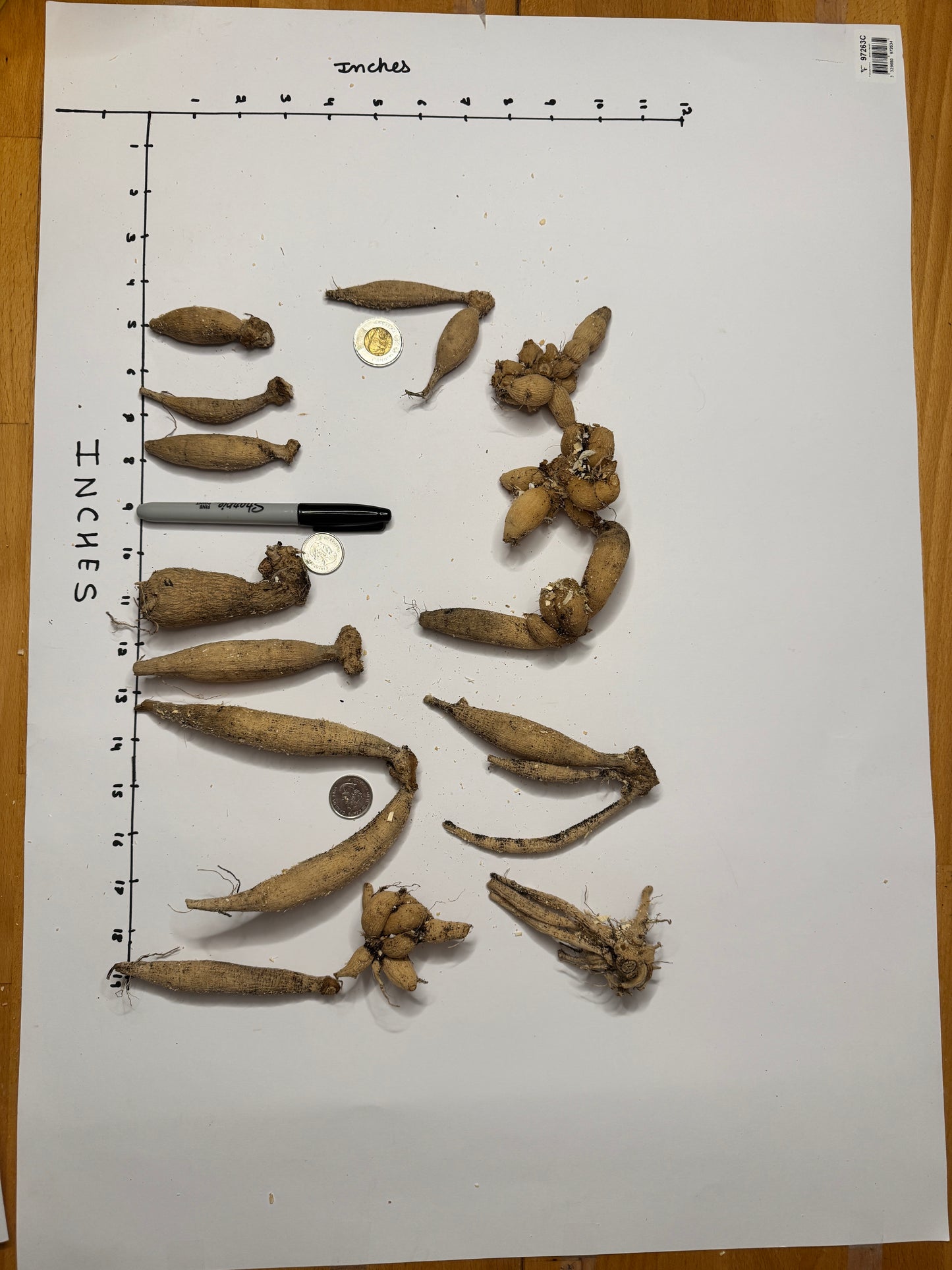 KA's® Champagne - Tuber