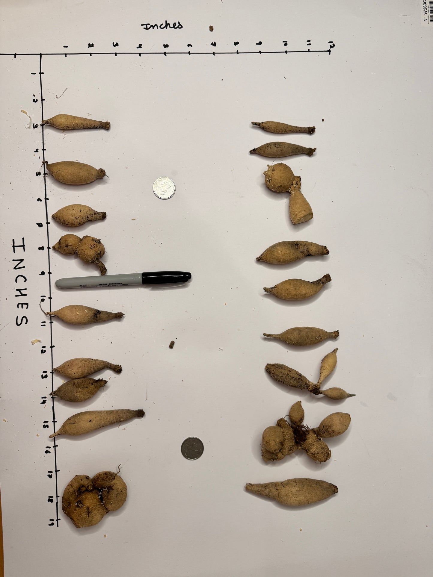 KA's® Blood Orange - Tuber