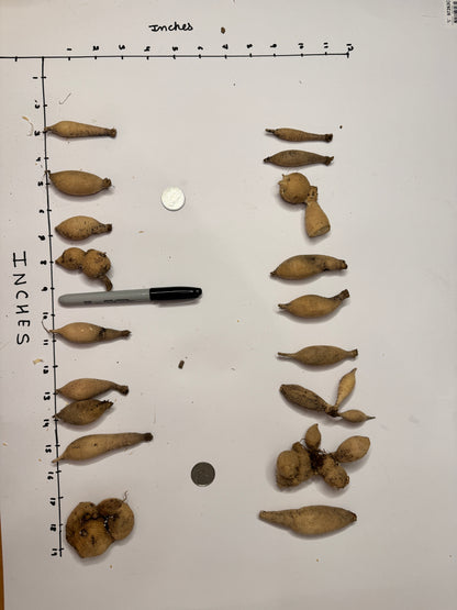 KA's® Blood Orange - Tuber