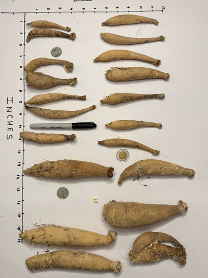 Hollyhill Serenity - Tuber