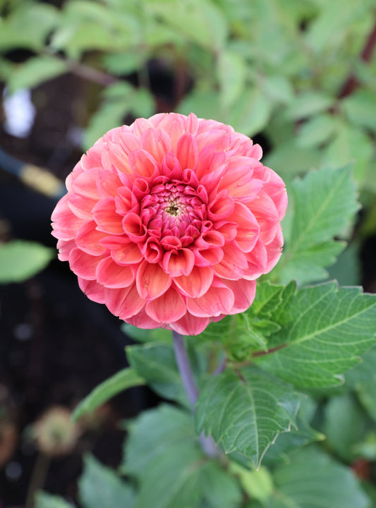 Skeena Sockeye - Tuber