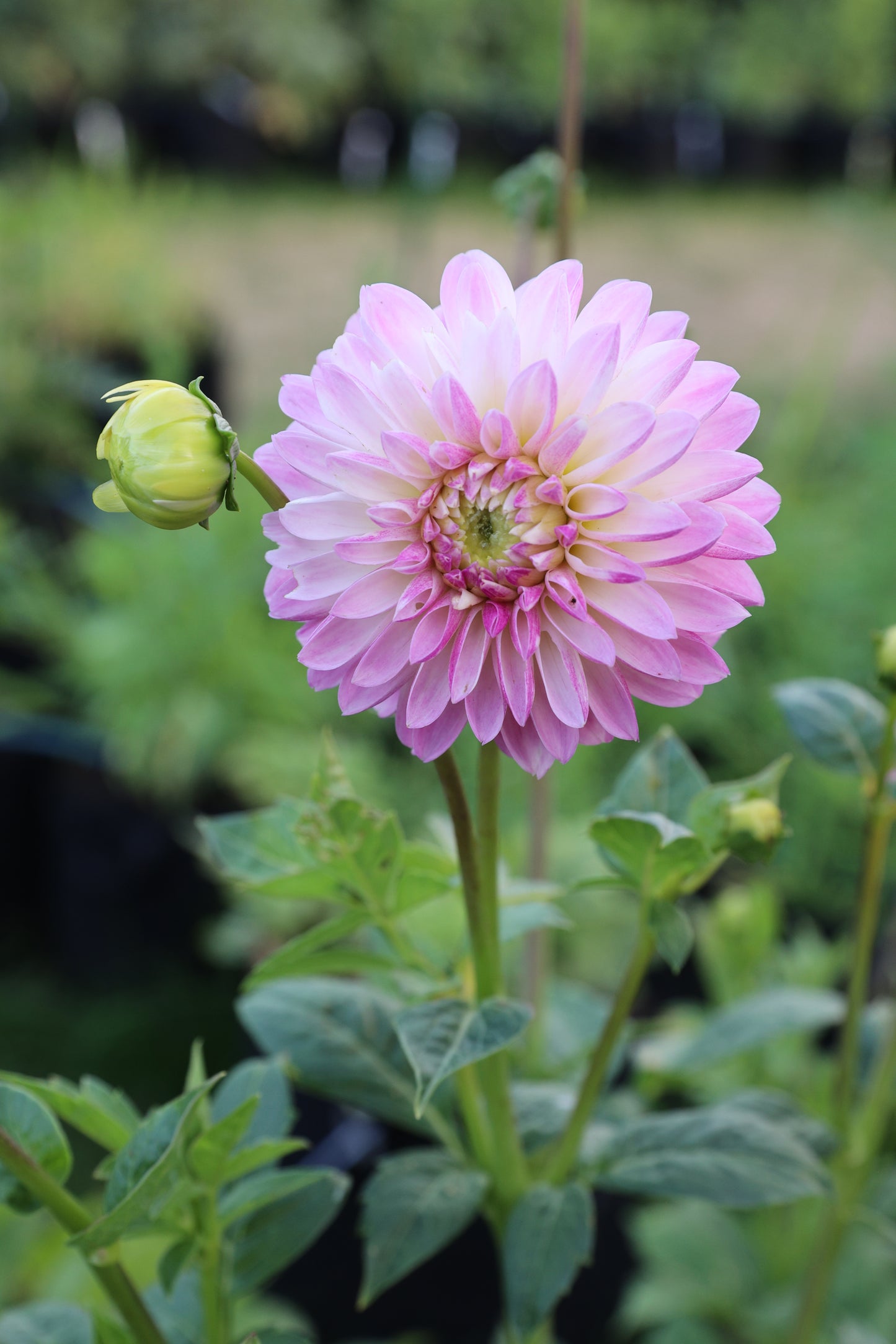 Skeena Snow Glow - Tuber