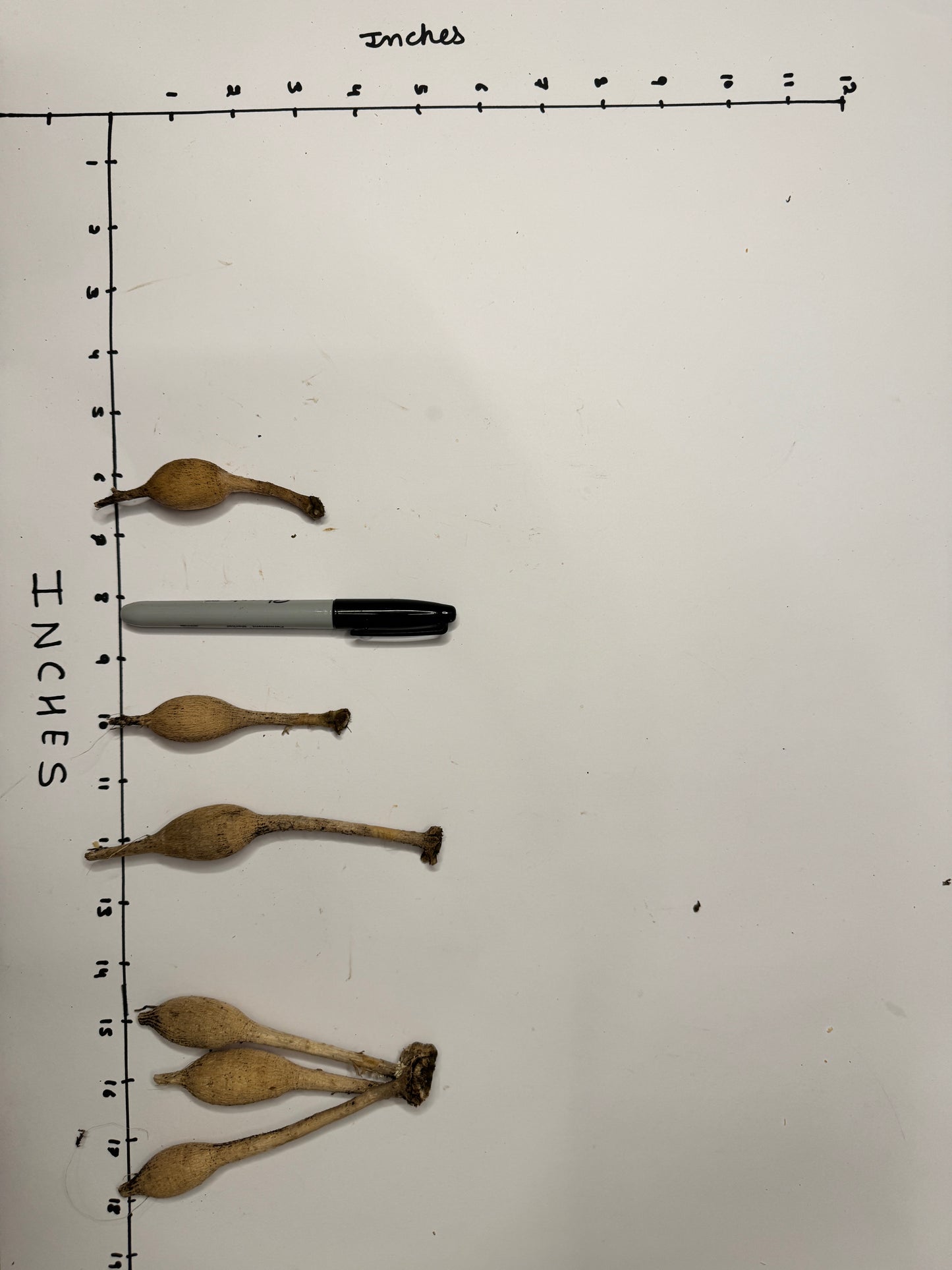 Skeena Snow Glow - Tuber